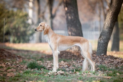 Teszt Saluki News